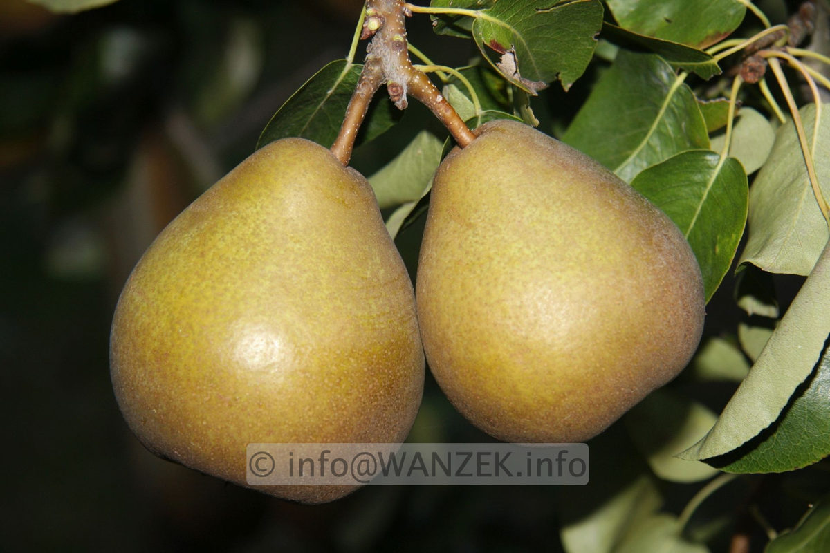 Birne Gellerts Butterbirne 01.jpg